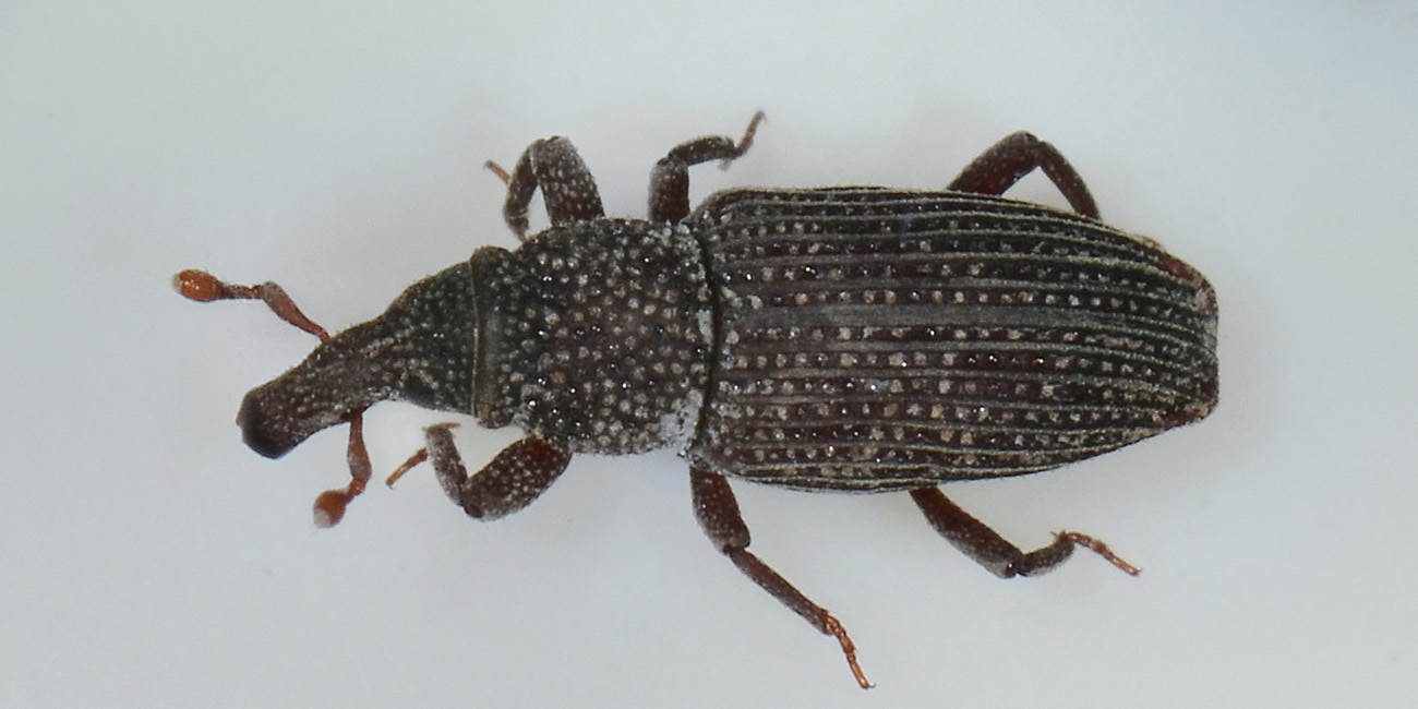 Dryophthorus corticalis - Dryophthoridae